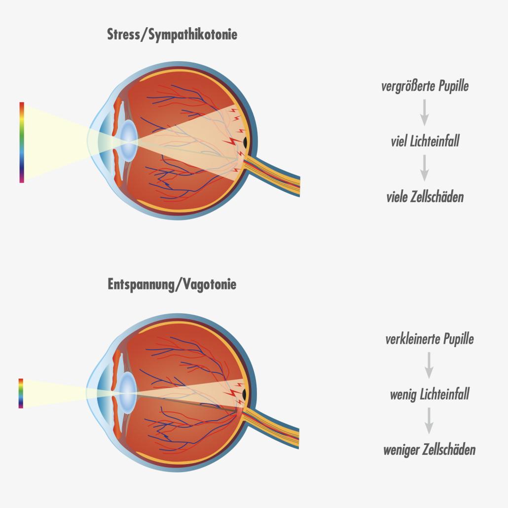 Lichteinfall ins Auge und Pupillenreaktion bei Stress und Entspannung