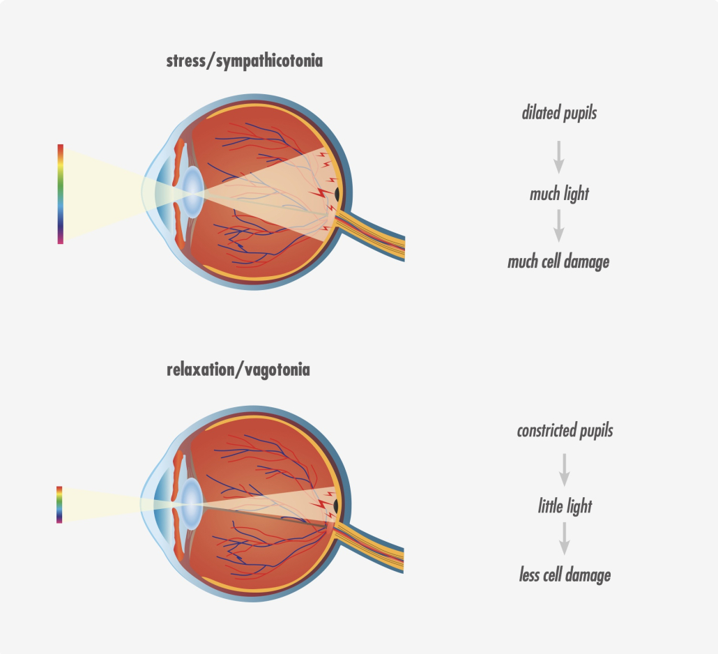 Light incidence into the eye in sympathicotonia and vagotonia